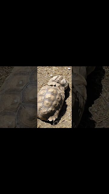 Turtle Fight at Utica Zoo #kovaction #packyourbag #shorts