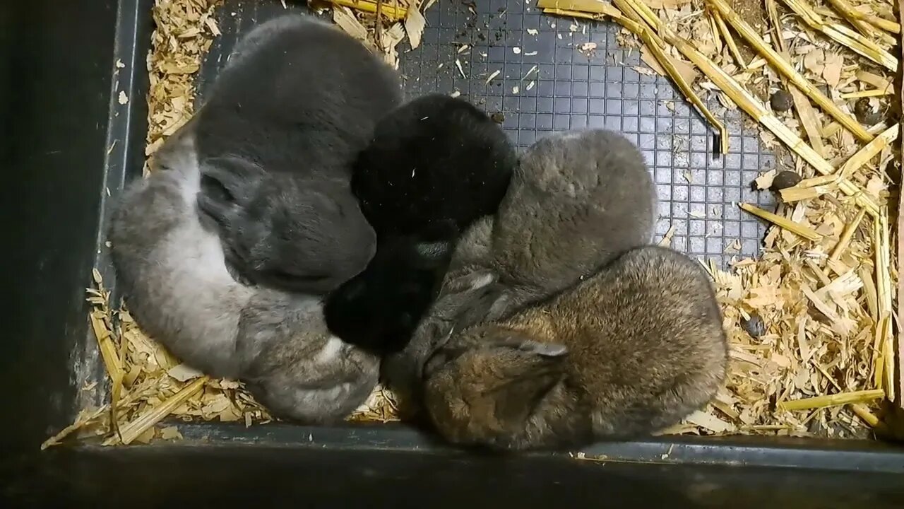 close-up BLUE VIENNA x Californian BABY RABBITS KITS 16 DAYS OLD: Blue Black Agouti/Isabella konijn