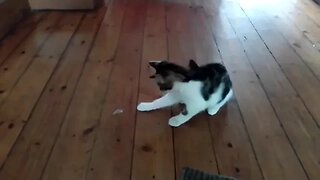 Cute Kitten Playing With Sticky Tape