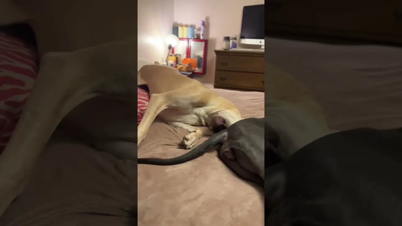 Bite the butt?? #shorts #dogs #love #amazing #dog #shortsvideo #kids #doglover #happy #dogsoftiktok