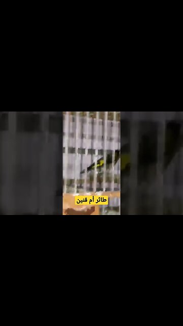 طائر أم قنين أو الحسون المغرد روعة