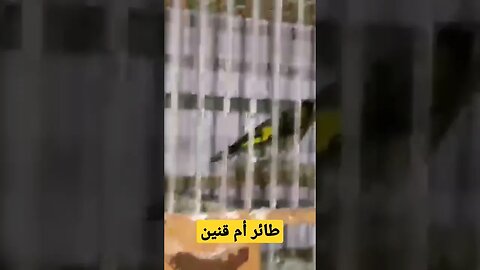 طائر أم قنين أو الحسون المغرد روعة