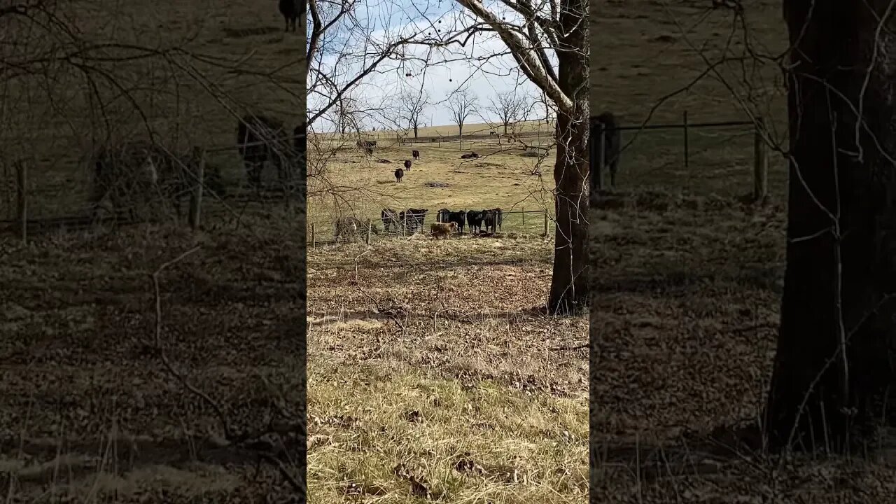 Scottish Highland Steer meets the neighbors! #shorts