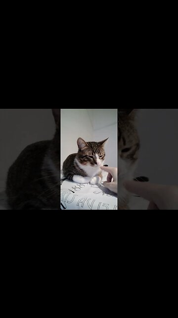 Cute Cat Gets a Nose Boop