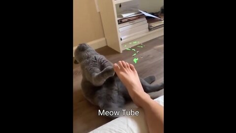 Funny Cat act dying because of the odor from his owners foot 😺🐶 Funniest Animals 2023 😂