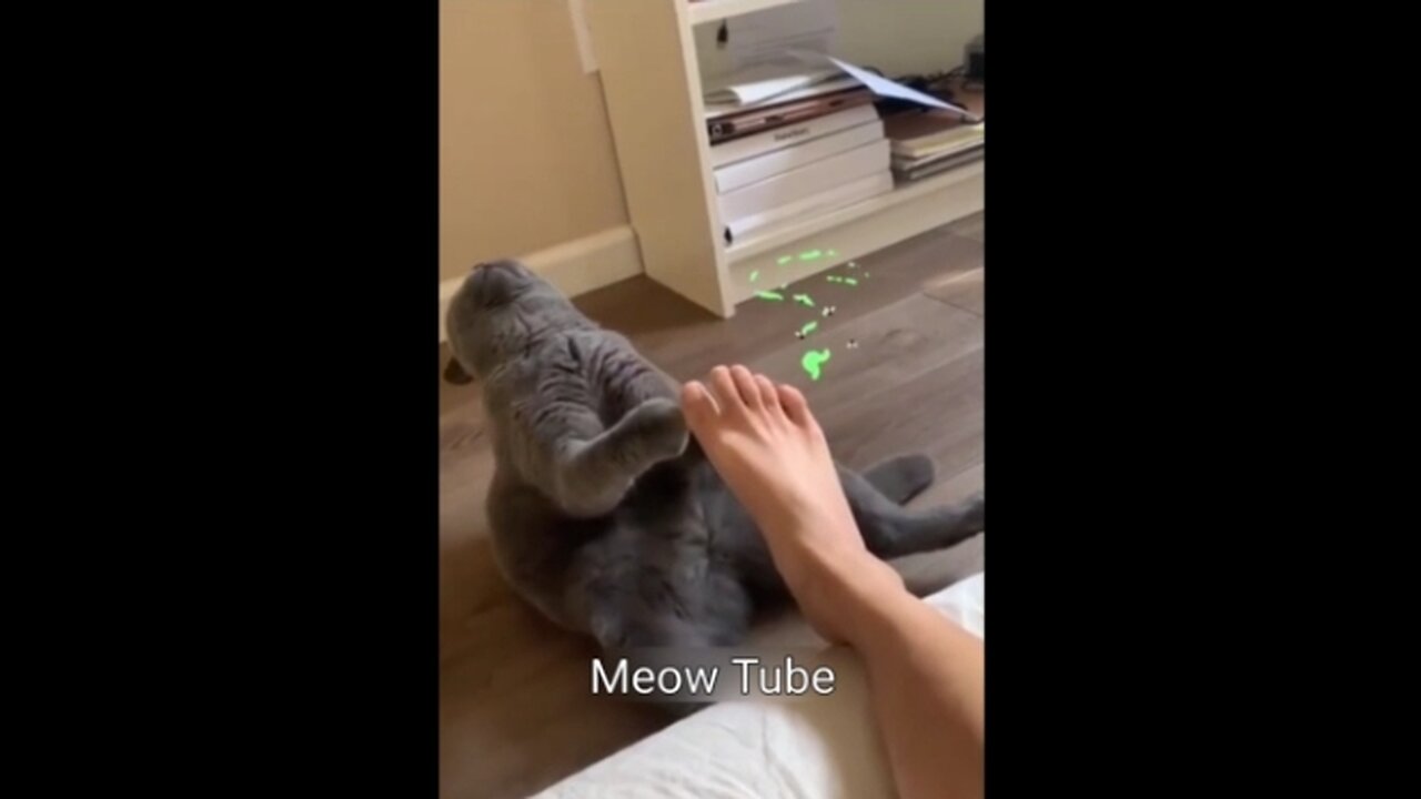 Funny Cat act dying because of the odor from his owners foot 😺🐶 Funniest Animals 2023 😂