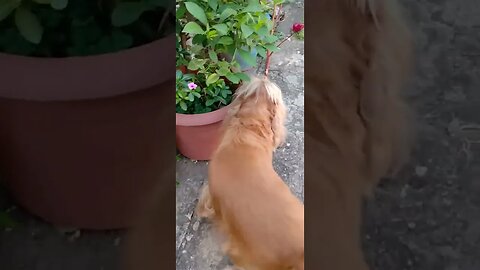 #dogshow , #animals , #dogs , #shorts