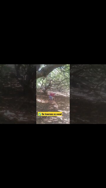 ✅ Pegando umbu no sertão primeira parte, # Belezas do Nordeste🌵🌞