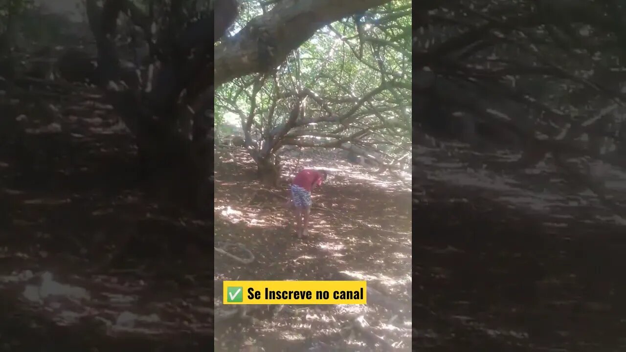 ✅ Pegando umbu no sertão primeira parte, # Belezas do Nordeste🌵🌞