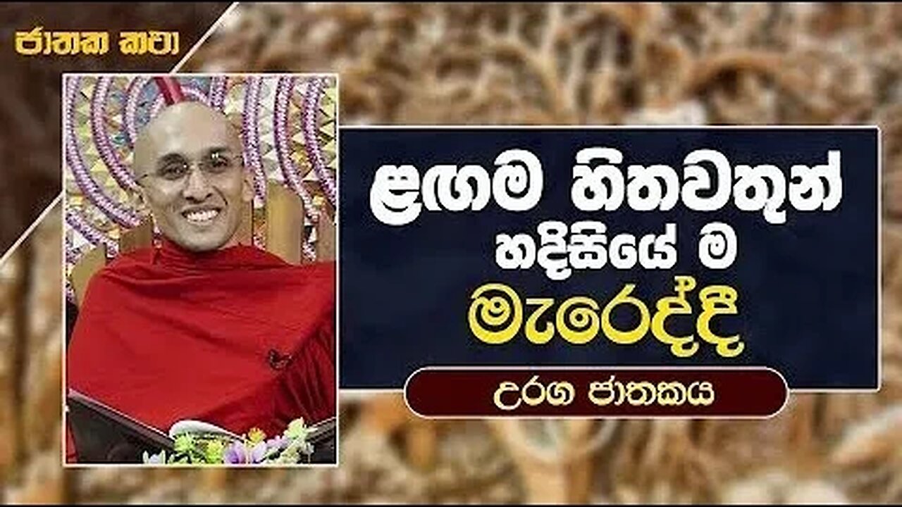 08 ළඟම හිතවතුන් හදිසියේ ම මැරෙද්දී උරග ජාතකය 🙏🙏🙏#bana #budubana