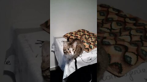 Funny Cat Shakes His Head