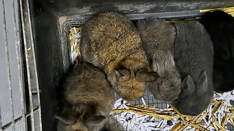 size difference Mini Rex & BLUE VIENNA x Californian BABY RABBITS KITS 20 DAYS OLD mini medium giant