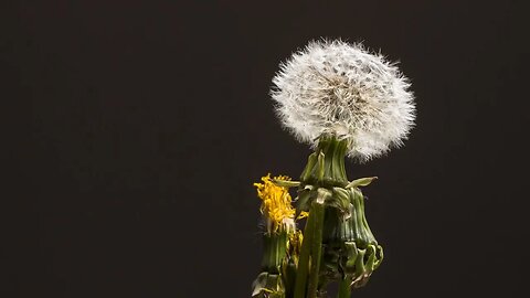 Free Beautiful Dandelion Time Lapse Video