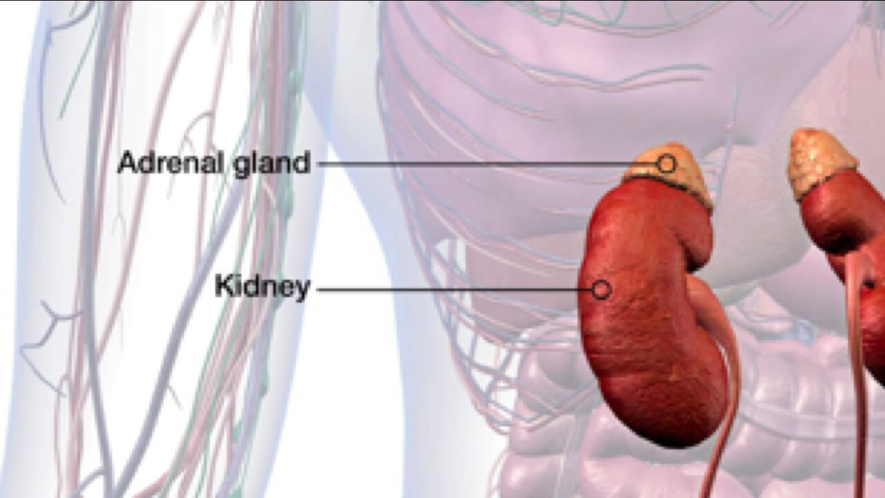 how to test your adrenal function at home