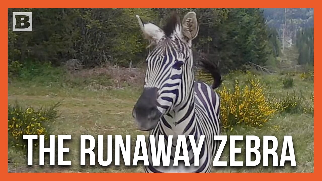 Meet "Sugar," the Zebra Who Escaped His Trailer en Route to Montana