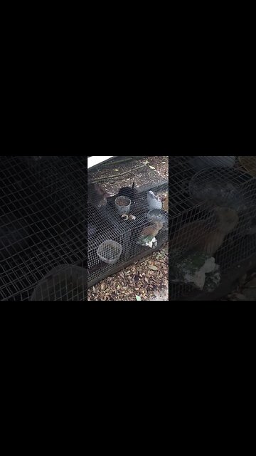 Local Bunny Family Conference