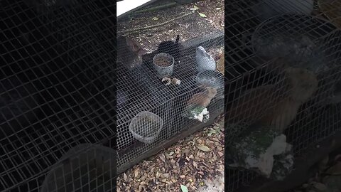 Local Bunny Family Conference