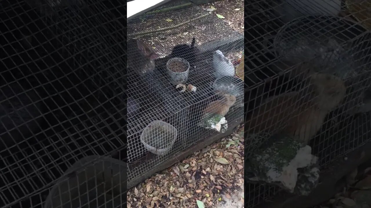 Local Bunny Family Conference