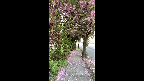 花谢花飞花满天