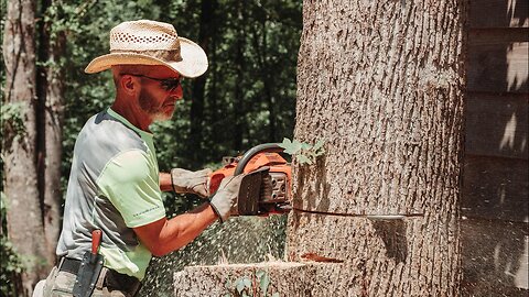 THIS 120 FOOT POPLAR COULD CRUSH THE SAWMILL