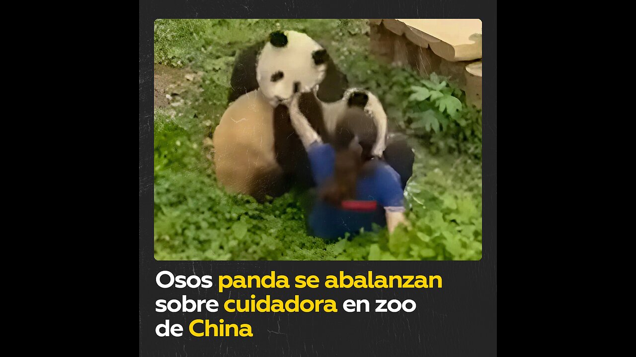 Cuidadora sale ilesa luego de que osos panda se le abalanzaran