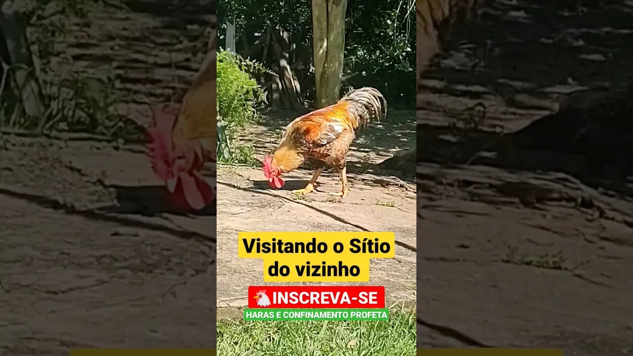 Visita a chácara do vizinho 🐔#shorts #animals #bicho #roça #sitio #fazenda #galo #galinha #interior