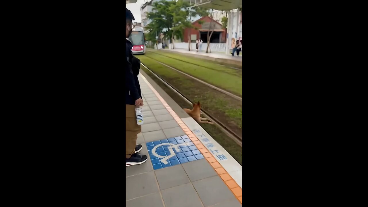 Dog at railway