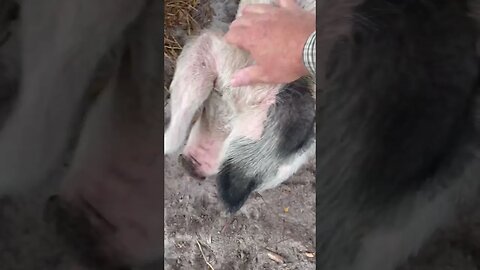 Pigs welcome walk #pigs #pigfarmvideo #hogfarming #hog #farming #shorts