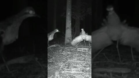 Baby curlew in danger. #australia #birds #nature #murryrhodes