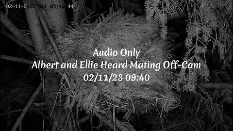 Audio Only Albert and Ellie Mating Off Cam 🦉 02/11/23 09:40