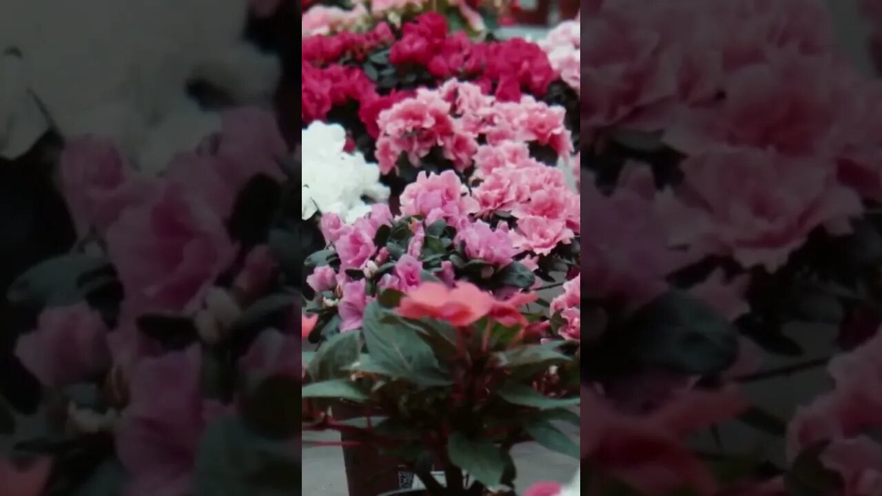 ⚠️ Azaleia 🌺 ! Uma planta tóxica para gatos! 🐈⬛ CUIDADO! ☠️ #shorts