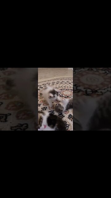 Спасенный котята становится слишком храбрым