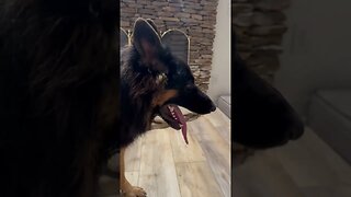 German Shepherd out of breath