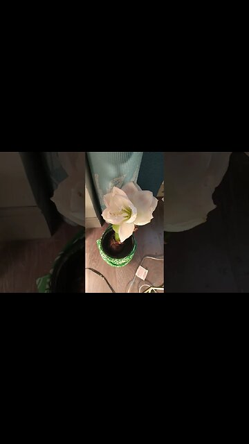 $5 Million Dollars legally owed to me myself and I. 'Bloom, ' 'flowers, ' 'ftd,' every caller ID