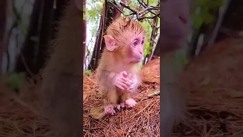 Looks like somebody put mousse in his hair, adorable baby😊