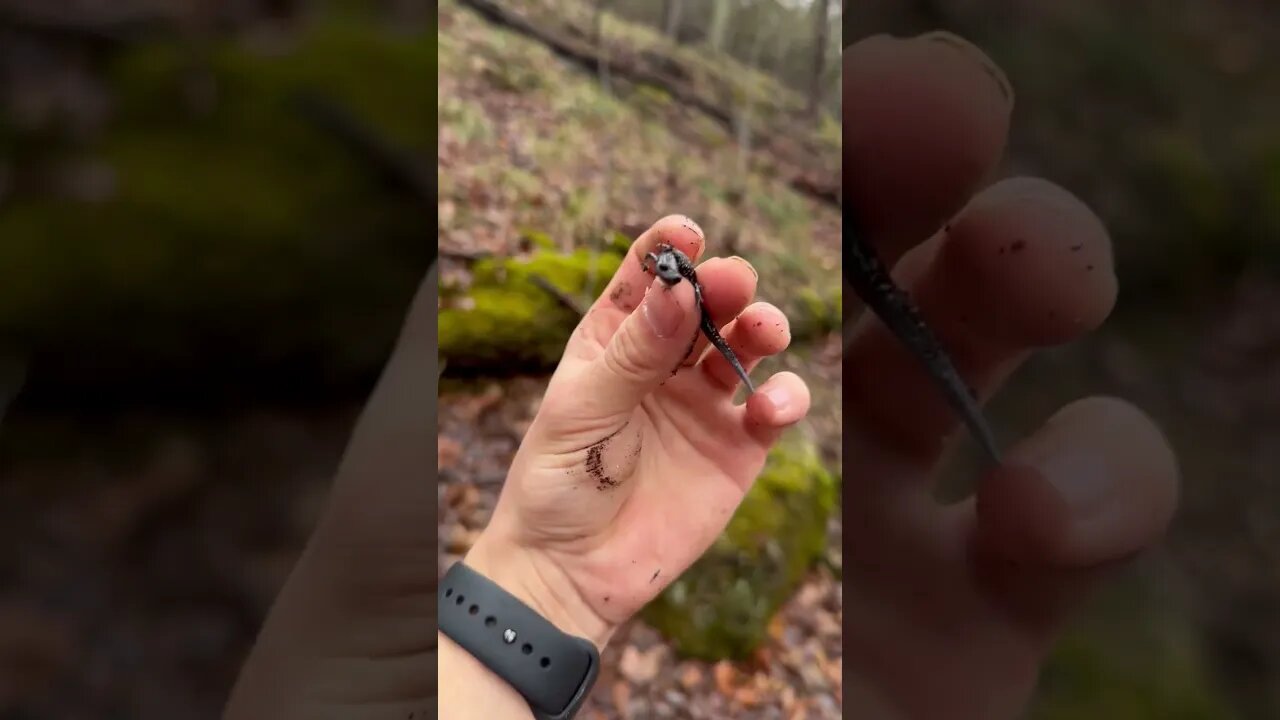 Slimy salamander! #shorts #herping
