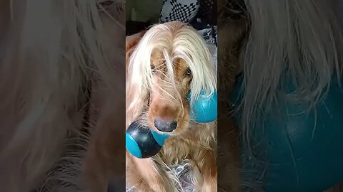 #losanimales , #animals , #dogshow , #pets , #कुत्ते , #cães , #собаки , #shorts