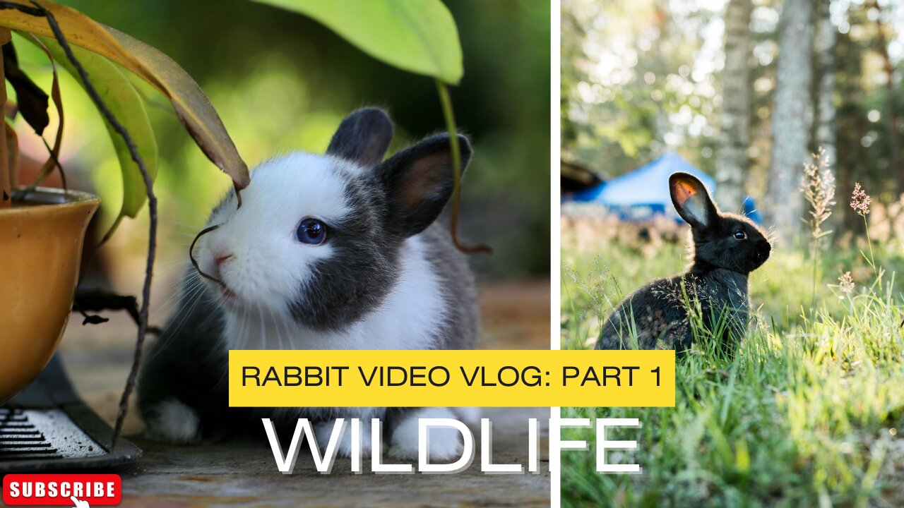 RABBIT VIDEOS WITH MUSIC WILDLIFE ll Epic Fail ll