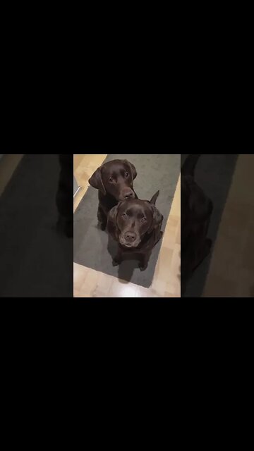 This is your sign to get another dog #dog