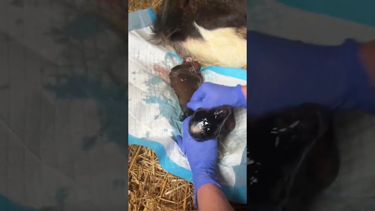 Fastest goat birth I’ve ever had… #nigeriandwarf #farmlife #goats