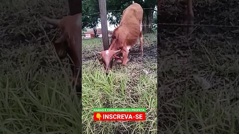 Boi ajoelhado, pra comer #shorts #boi #pasto #animals #fazenda #sitio #agro #ox #bull #cow #sp #rj