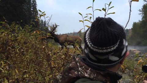 Elk bugling in the river