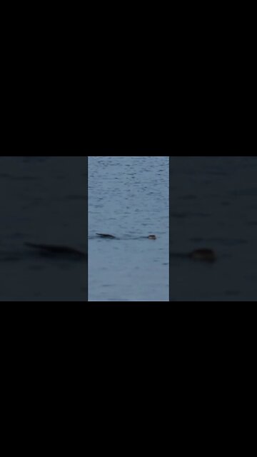 Är det en utter eller bäver?