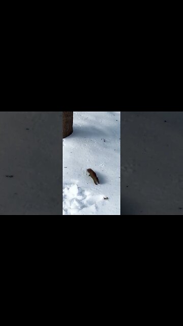 Eastern Gray Squirrel in Canada 🐿️ #squirrel #nature