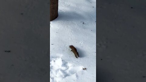 Eastern Gray Squirrel in Canada 🐿️ #squirrel #nature