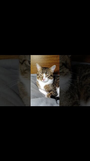 Cute Cat Lies Down #shorts