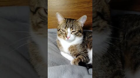Cute Cat Lies Down #shorts
