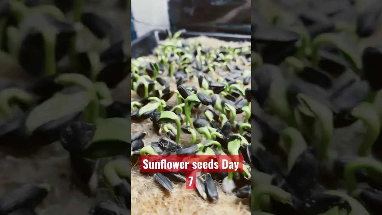 Sunflower seeds after 7 days -nutrient dense and packed with flavour 🤙🏻