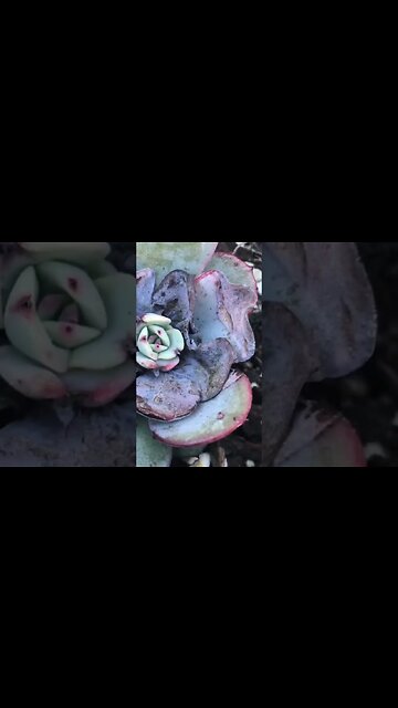 Wondering what causes succulents to change color?