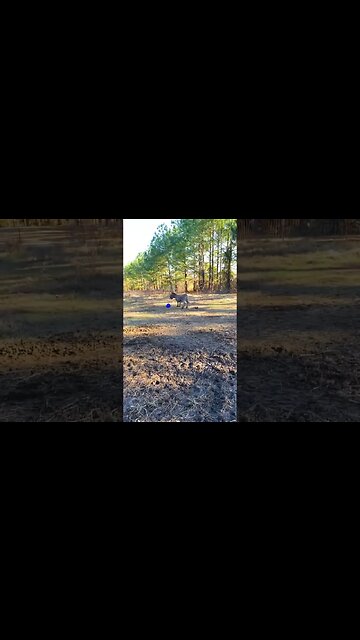 Watch and say, Glory be to God, who said that the donkey is stupid #lorraine #spoty #bbcbreakfast